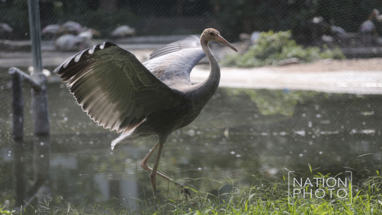 'ลูกนกกระเรียนพันธุ์ไทย' ตัวแรกของสวนสัตว์ดุสิต