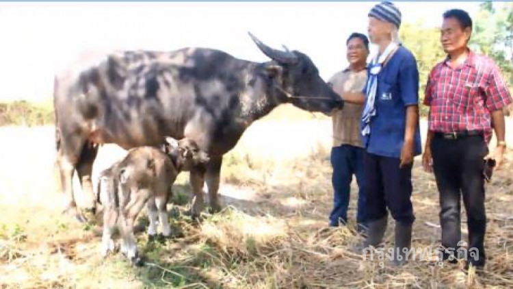 ฮือฮา! ควายงามอุดรฯออกลูกแฝด เจ้าของเชื่อให้โชค