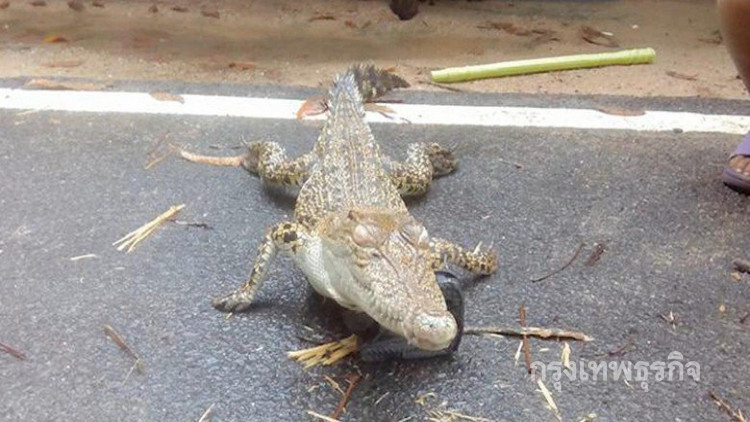 ระทึก! จับจระเข้หลุดจากฟาร์ม หลังน้ำท่วมอ.จะนะจ.สงขลา