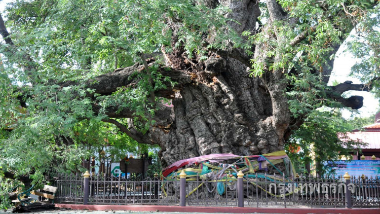 กิ่งหักมะขามยักษ์อายุกว่า 1,000 ปี หักหวิดทับนทท.