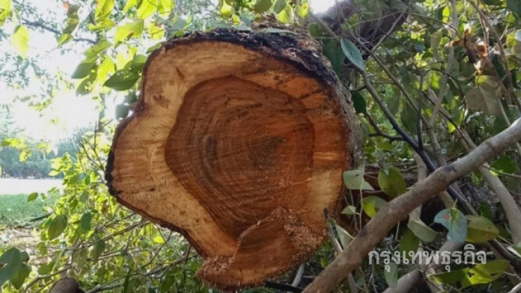 แก๊งมอดไม้เหิม! ย้อนตัดซ้ำต้นพะยูงแฝด