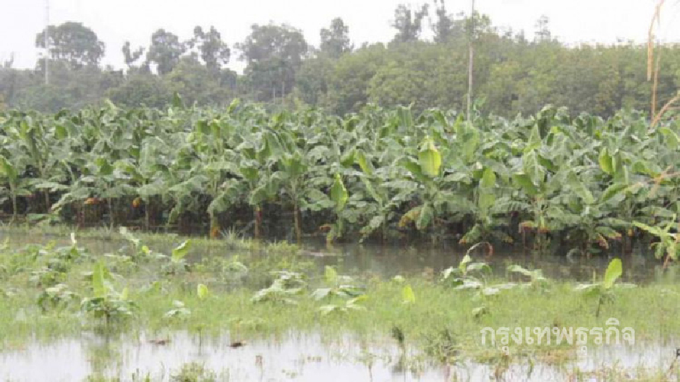 พิษน้ำท่วม! กล้วยหอมทองกว่า 4 พันต้นจมน้ำเสียหายหลายแสน