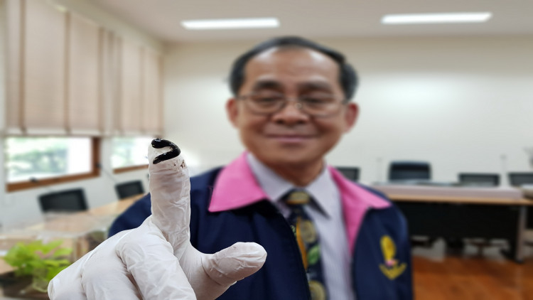 หนอนนิวกินี...โจทย์วิจัยใหม่จาก สกว.