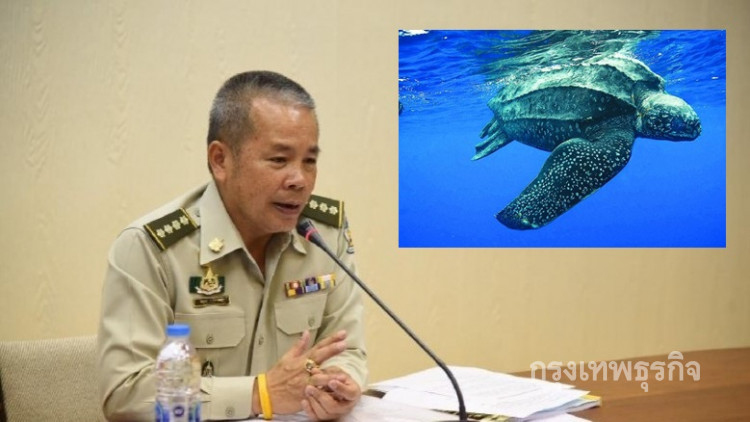 หวั่นสูญพันธุ์ 'เต่ามะเฟือง' ไม่ขึ้นวางไข่ 4 ปี