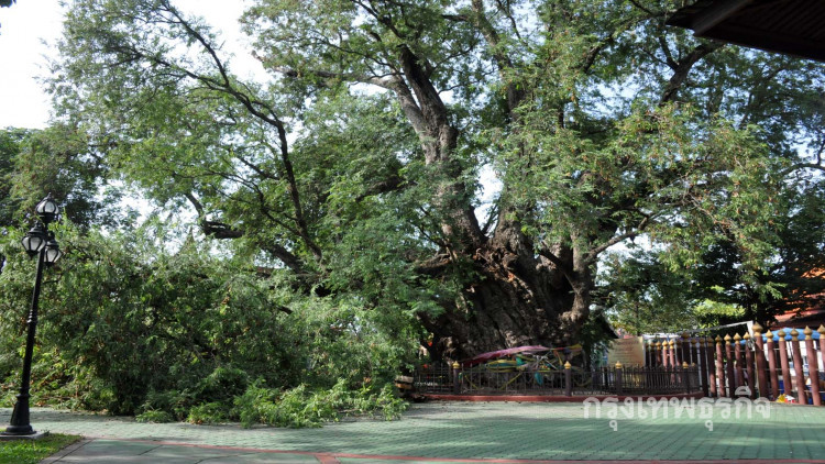 เตรียมบูรณะต้นมะขามยักษ์อายุกว่าพันปี คู่เมืองสุพรรณบุรี