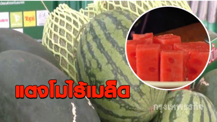 แตงโมไร้เมล็ดพืชเศรษฐกิจตัวใหม่ เมืองนครพนม