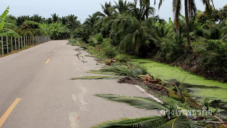 ชาวสวนผวาโจรอาละวาด ลักตัดยอดมะพร้าว