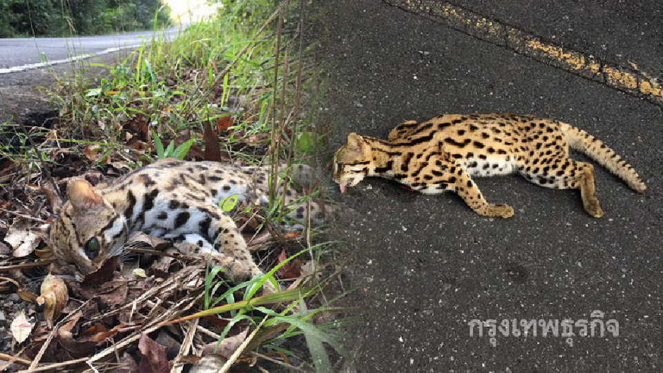 สลด! 'แมวดาว' เขาใหญ่ ถูกรถชนตาย