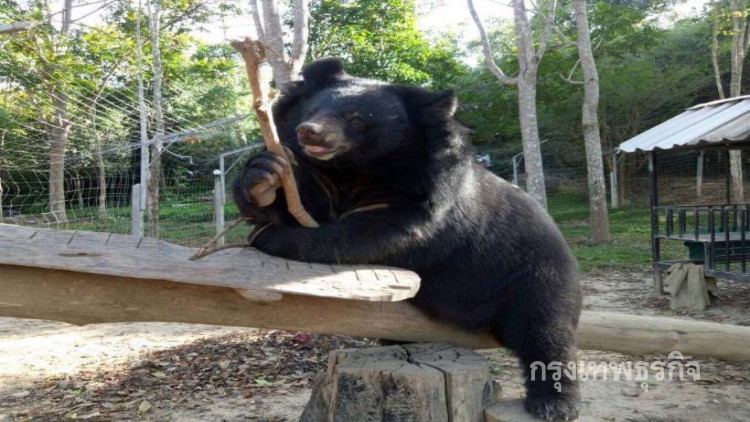 เศร้า! 'ชาลี ชักกุย' หมีควายแสนรู้ดับคากรง