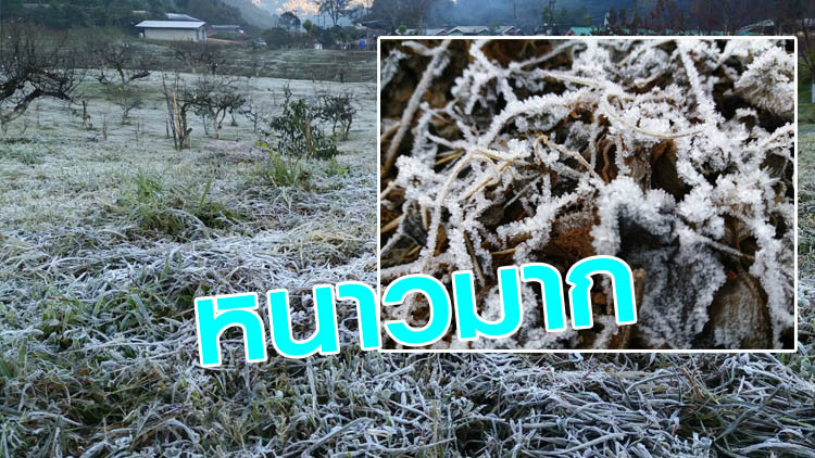 'ดอยอ่างขาง' หนาวสุดขั้วเหมยขาบเกาะยอดหญ้า