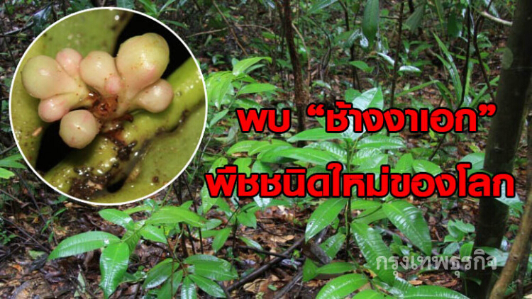 นักวิจัยม.เกษตร พบ 'ช้างงาเอก' พืชชนิดใหม่ของโลก