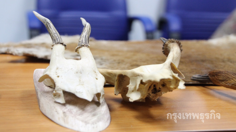 เศร้า 'เลียงผาเขาหินปูน' เสี่ยงสูญพันธุ์