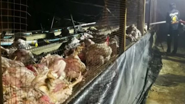 ไฟไหม้ฟาร์มไก่พ่อพันธุ์แม่พันธุ์ตายกว่า4,000ตัว