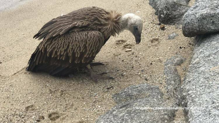 'แร้งสีน้ำตาลหิมาลัย' อ่อนแรงร่วงตกหาดราไว