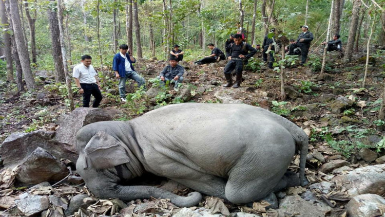 สุดเศร้า! พบศพช้างพลายสมรักษ์ ตกหน้าผาคอหักตาย