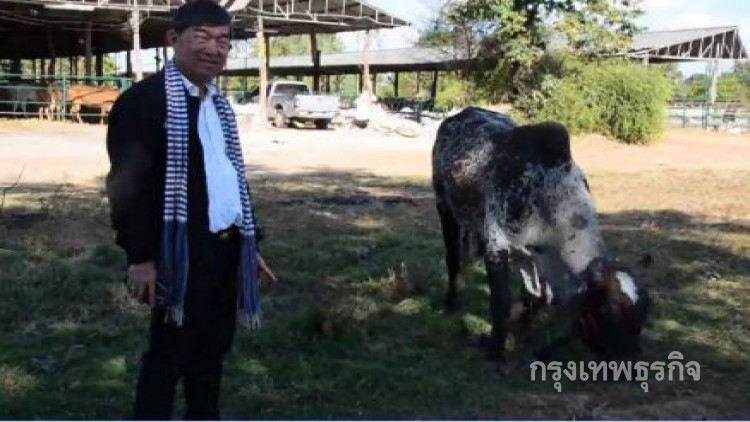ฮือฮา! วัวแคระออกลูก มีลักษณะเด่นเป็น 'พญาวัว'