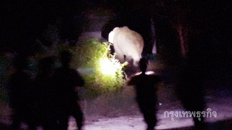 ช้างป่าสีดอแดง หนีออกนอกประเทศไปเขมร เดินถึงเสียมราฐแล้ว