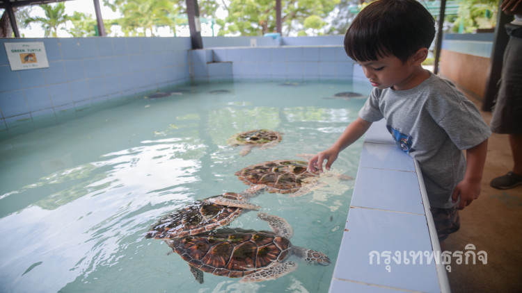 แจกไม่อั้น! งานวันเด็ก ศูนย์อนุรักษ์พันธุ์เต่าทะเลกองทัพเรือ