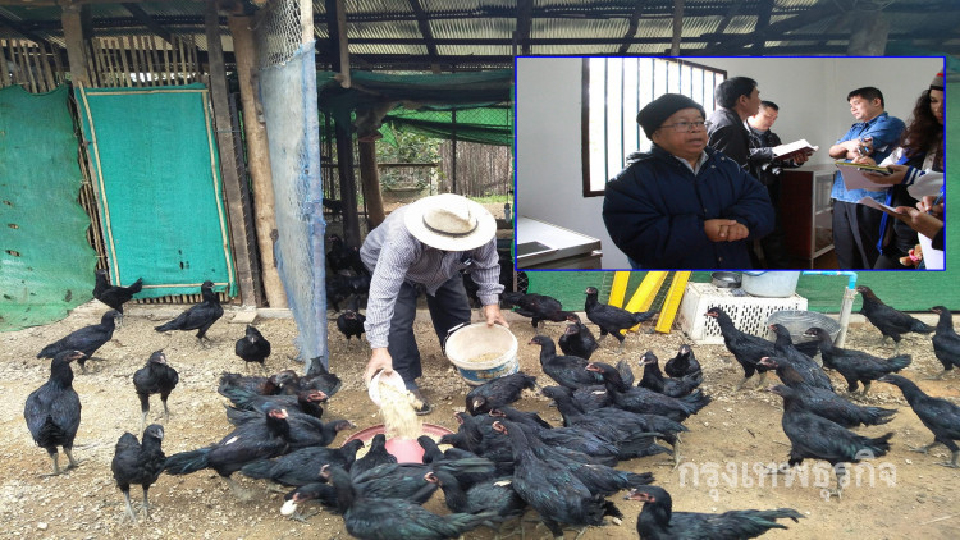 เลี้ยง 'ไก่พื้นเมือง' โจทย์วิจัย..เพื่อความมั่นคงทางอาหารในชุมชน?
