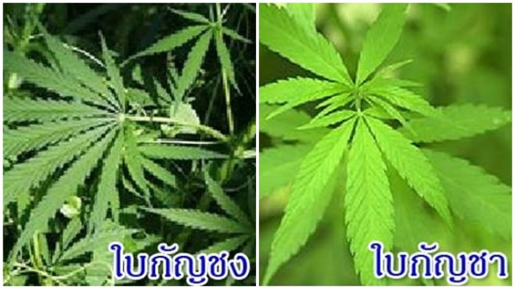 ชัดเจน!! ปลูก 'กัญชา' ผิดกฎหมาย ให้ปลูกแค่ 'กัญชง'