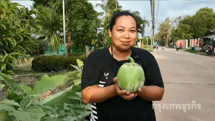 ทึ่ง! มะเขือเปราะยักษ์ ใหญ่เท่าลูกมะพร้าว1ลูก หนัก1กก.