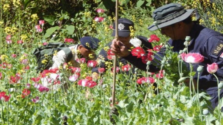 ป.ป.ส.บุกทำลายไร่ฝิ่น 'ปาย' ชี้เชียงใหม่แชมป์ลอบปลูก