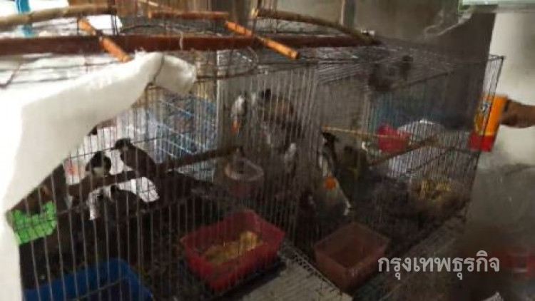 บุกจับร้านลอบขายนกกรงหัวจุก 100 ตัว กลางเมืองอุดรฯ
