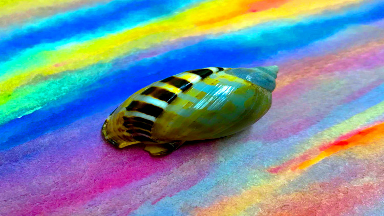 คนเก็บหอย