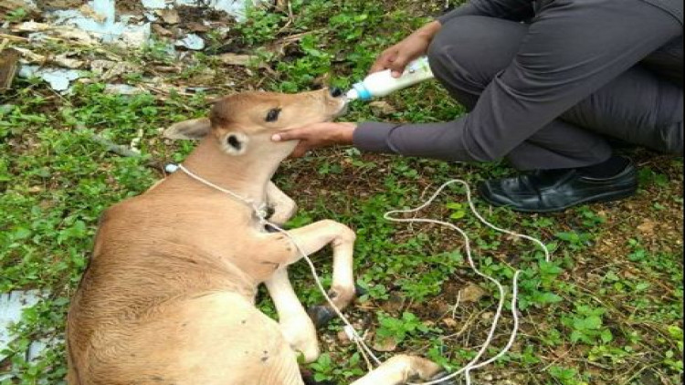 ตร.สภ.ทุ่งตำเสา รับเลี้ยงลูกวัวของกลาง ถูกรถชนกำพร้า 2 ตัว