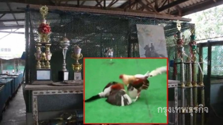แห่แชร์คลิป ไก่ชนอุดรแกล้งตาย ลุกตีไก่พม่าชนะเดิมพัน200ล้านบาท