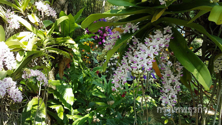 ปรากฎการณ์ช้างล้อม ที่เดอะบลูมส์