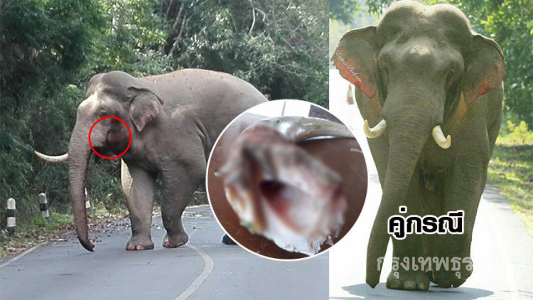 'หมอล็อต' เผยภาพช้างป่าเขาใหญ่สู้เดือดจนงาหัก 