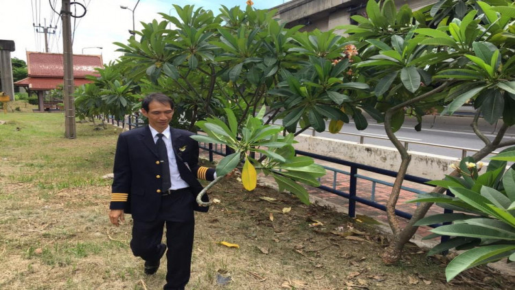 ต้นไม้(ข้างทาง)ที่กัปตันปลูก