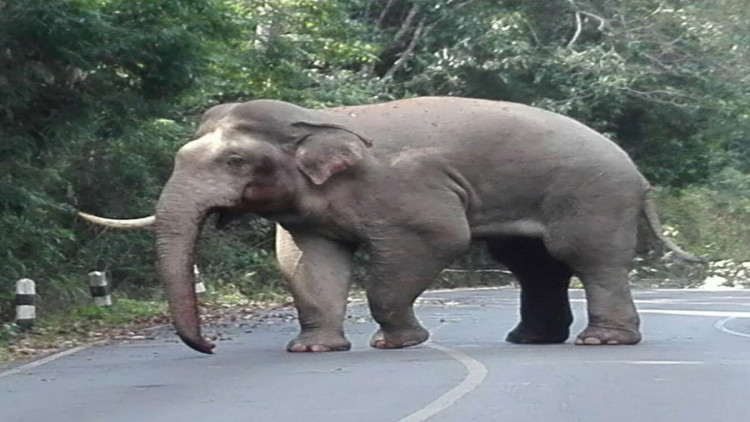 เจ้าหน้าที่เฝ้าระวัง ช้างป่าเขาใหญ่ชนกันงาหัก 