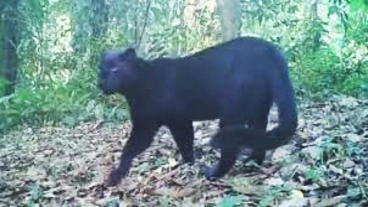 ฮือ! รณรงค์ดำเนินคดี 'ล่าเสือดำ' ตรงไปตรงมา 