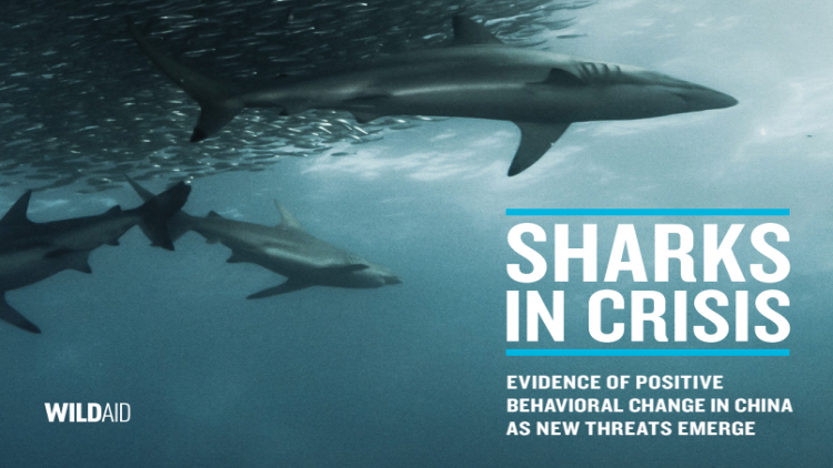 ‘ไวลด์เอด’ ชี้ ‘ไทย-มาเก๊า’ ภัยคุกคามใหม่ฉลาม