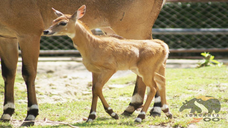 สวนสัตว์สงขลาต้อนรับสมาชิกใหม่ 'นิลกาย' เพศเมีย