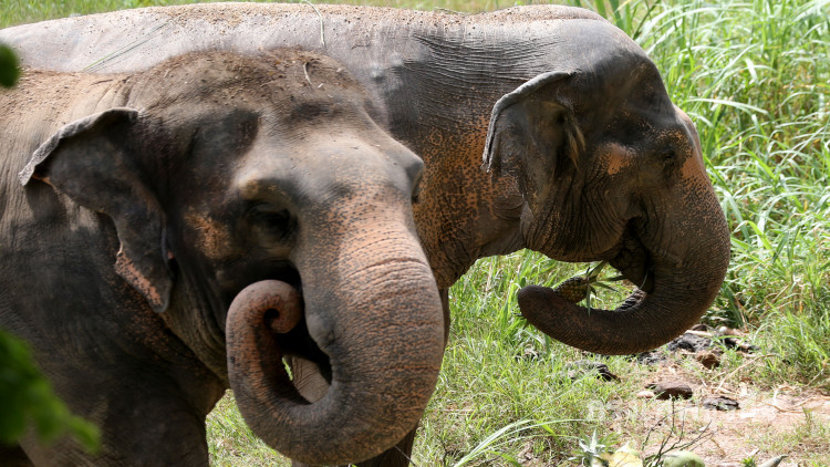 สวนสัตว์เปิดเขาเขียวนำช้างแสนรู้ โชว์ความน่ารักเฉลิมฉลอง 'วันช้างไทย'