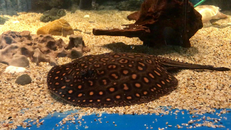 กรมประมง แจงกระเบนมีพิษจริงแต่ไม่ร้ายแรง ถ้ารับมืออย่างถูกวิธี