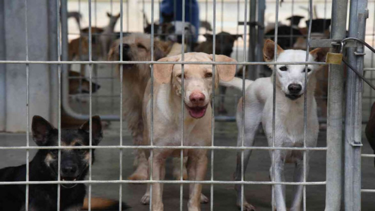 'กฤษฎา' ตั้งกก.สอบวัคซีนป้องกันโรคพิษสุนัขบ้าปลอม