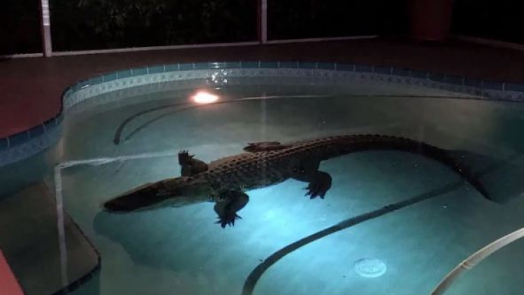ตะลึง! พบจระเข้ยาวกว่า 3 เมตรในสระว่ายน้ำหลังบ้าน