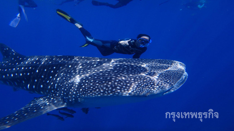 'ฉลามวาฬ' โผล่เล่นน้ำกับนักท่องเที่ยว ที่เกาะร้านเป็ด-เกาะร้านไก่