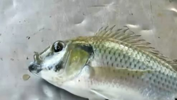 กรมประมงแจงความคืบหน้าสั่งปิดบัญชี 'หมอสีคางดำ' 