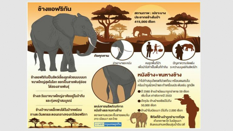 ล่าเอาหนัง : ต้นตอช้างเมียนมาสูญพันธุ์