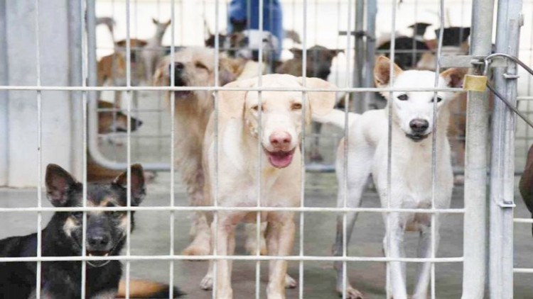 เตือนส่งหัว 'สุนัข-แมว' ตรวจสงสัยพิษสุนัขบ้า