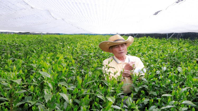 กว่าจะเป็นทีมาสเตอร์ ผู้อยู่เบื้องหลังความอร่อยของชาเขียวญี่ปุ่น