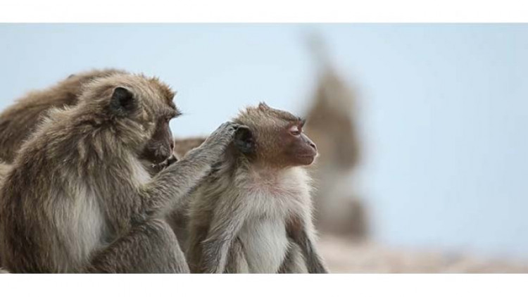 ทน.สงขลาเล็ง 'เกาะหนู-เกาะแมว' อพยพลิงเขาตังกวนไปอยู่