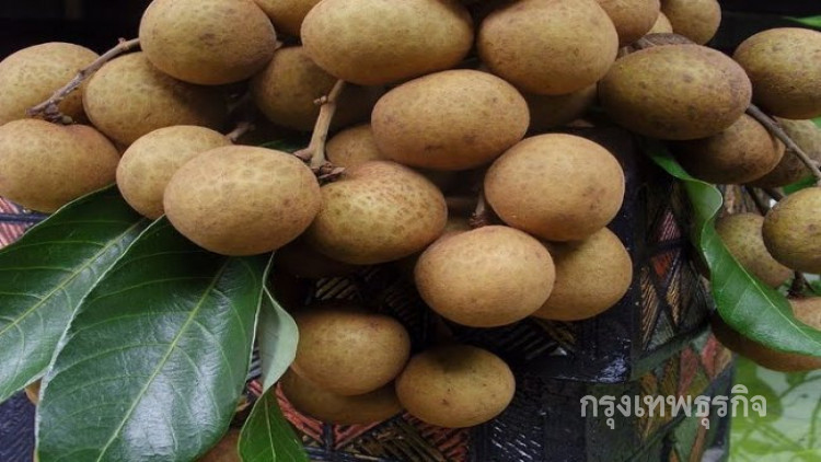 'อาลีบาบา' จ่อคิวซื้อลำไยหมื่นตัน