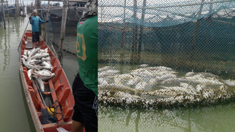 ประมงสงขลาเร่งแก้ปัญหา ปลากระพงเกาะยอน็อคน้ำตาย