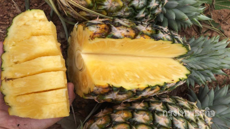 'เกษตรฯ' ยันผู้ปลูกสับปะรดได้รับการช่วยเหลือ จากรัฐไม่มีใครทิ้ง